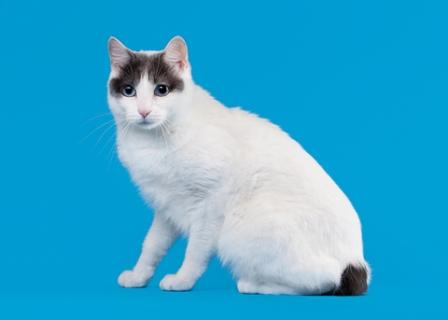 Japanese Bobtail cat