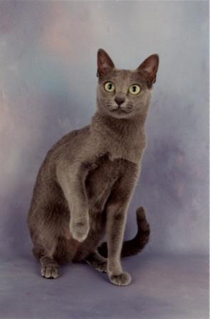 Korat Cat Breed