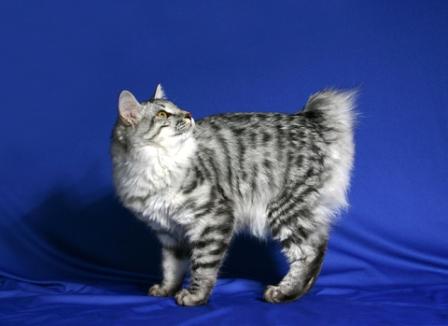 Kurilian Bobtail cat