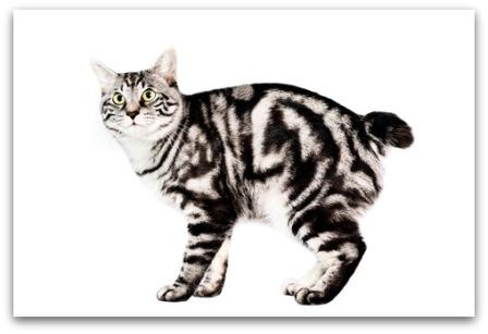 Kuril Bobtail cat