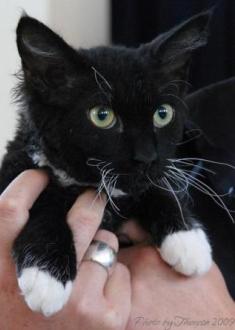 black bi-color La Perm cat