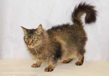 Brown Mackerel Tabby La Perm cat