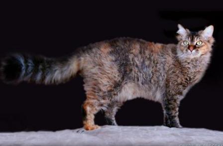 brown tortie tabby La Perm cat