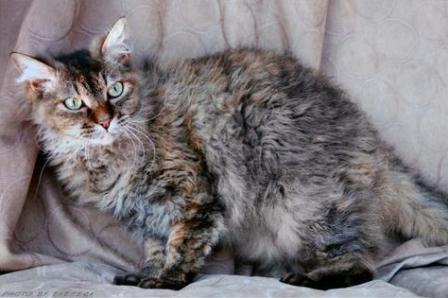 brown tortie tabby La Perm cat