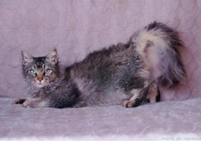 La Perm | Karnaki Gogga se Gogga | brown tabby | owner Karen Pepler