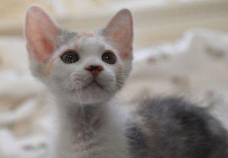 tortie female La Perm kitten