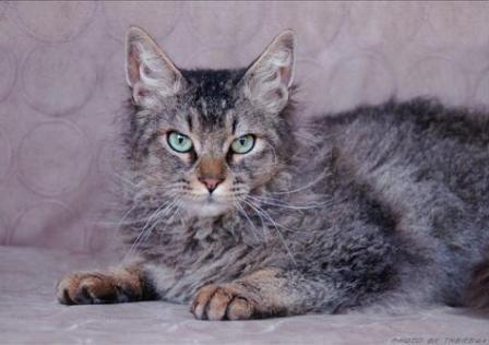 Brown Mackerel Tabby La Perm cat