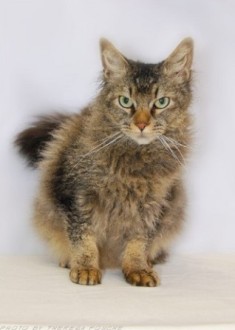 Brown Mackerel Tabby La Perm cat