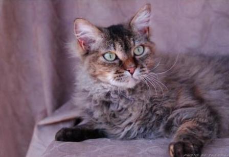 brown tortie tabby La Perm cat