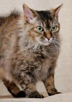 brown tortie tabby La Perm cat