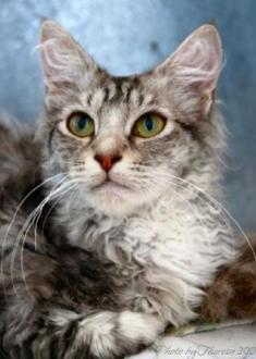 Choc silver tabby  bi-color La Perm cat