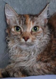 chocolate silver tortie  tabby