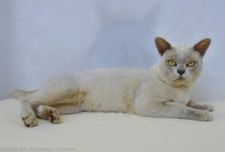 lilac Burmese cat