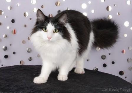 black and white Norwegian Forest Cat