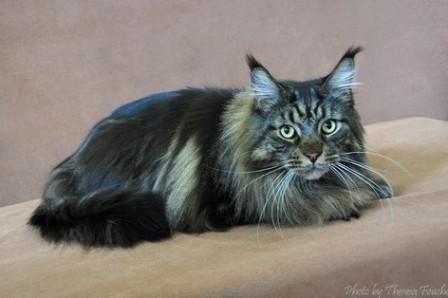 Maine Coon Cat