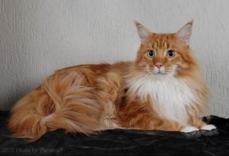 Maine Coon cat