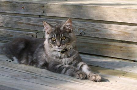 Maine Coon cat