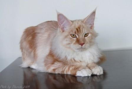 red silver classic tabby Maine Coon cat