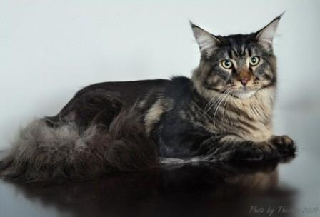 brown classic tabby Maine Coon cat