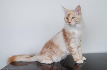 red silver classic tabby Maine Coon cat