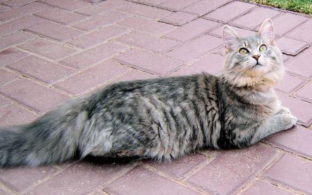 Maine Coon cat