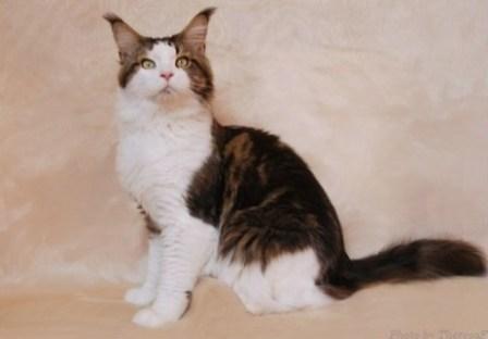 brown tabby and white Maine Coon