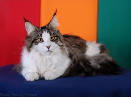 brown mackerel tabby Maine Coon