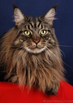 brown classic tabby Maine Coon cat