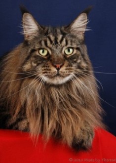 brown classic tabby Maine Coon cat