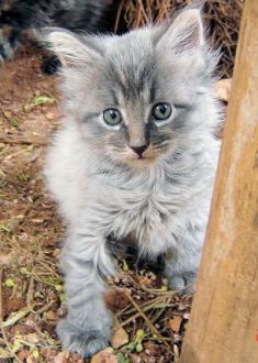 Maine Coon kitten