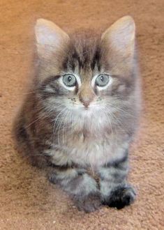 Maine Coon kitten