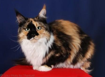 calico Maine Coon cat