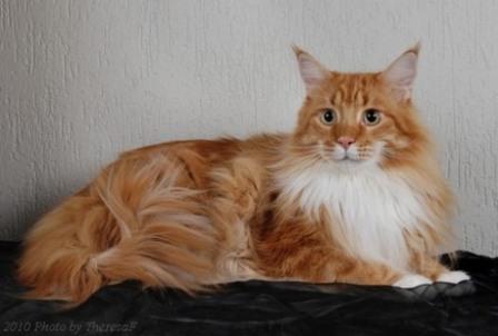 red classic tabby Maine Coon cat