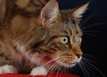 brown classic tabby Maine Coon cat