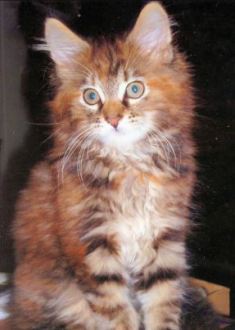 Maine Coon kitten