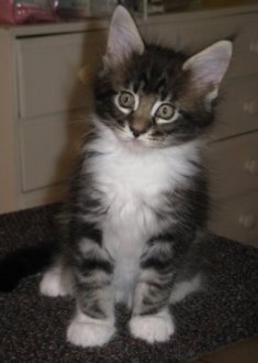 Maine Coon kitten