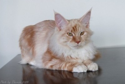 Maine Coon |Kernes Dallas Gold |Red Silver classic tabby  | Owner: D Gough | Breeder: Marianne Kernes