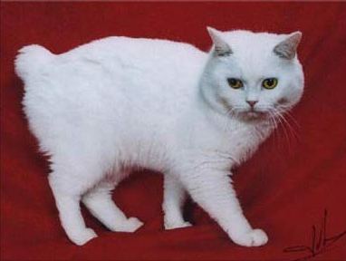 white Manx cat