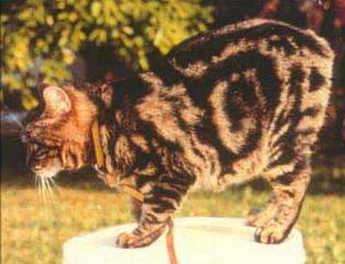 brown tabby Manx cat picture