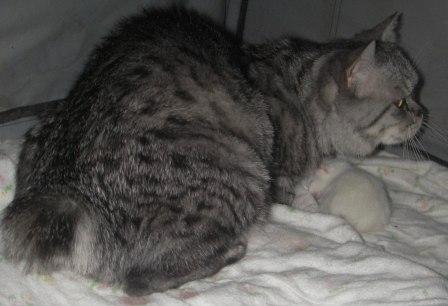 silver tabby Manx and kitten