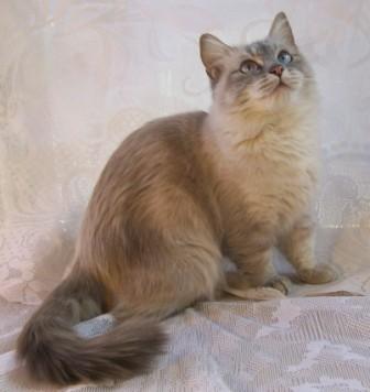 semi-longhaired, lynx point Munchkin cat