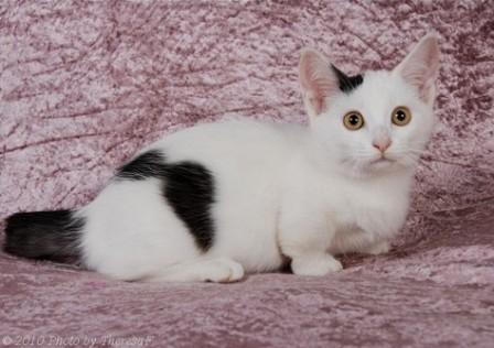 black and white Munchkin kitten