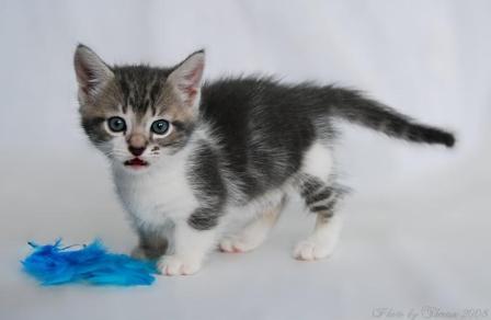 blue classic tabby Munchkin cat