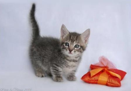 blue mackerel tabby Munchkin cat