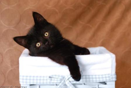 black Munchkin kitten