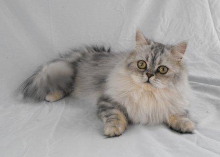 Juno, Napoleon cat