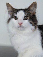Norwegian Forest Cat – Legends Pearl Heart – owner Bev Smullen, Breeder Petra Smith