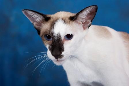 Oriental Shorthair cat  bi-color
