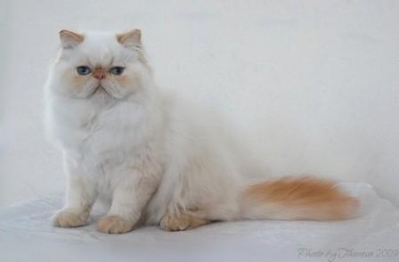 Persian cat