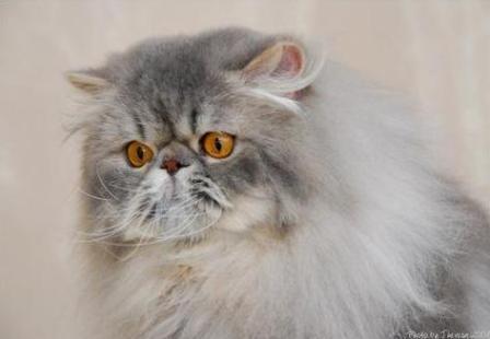 Persian cat